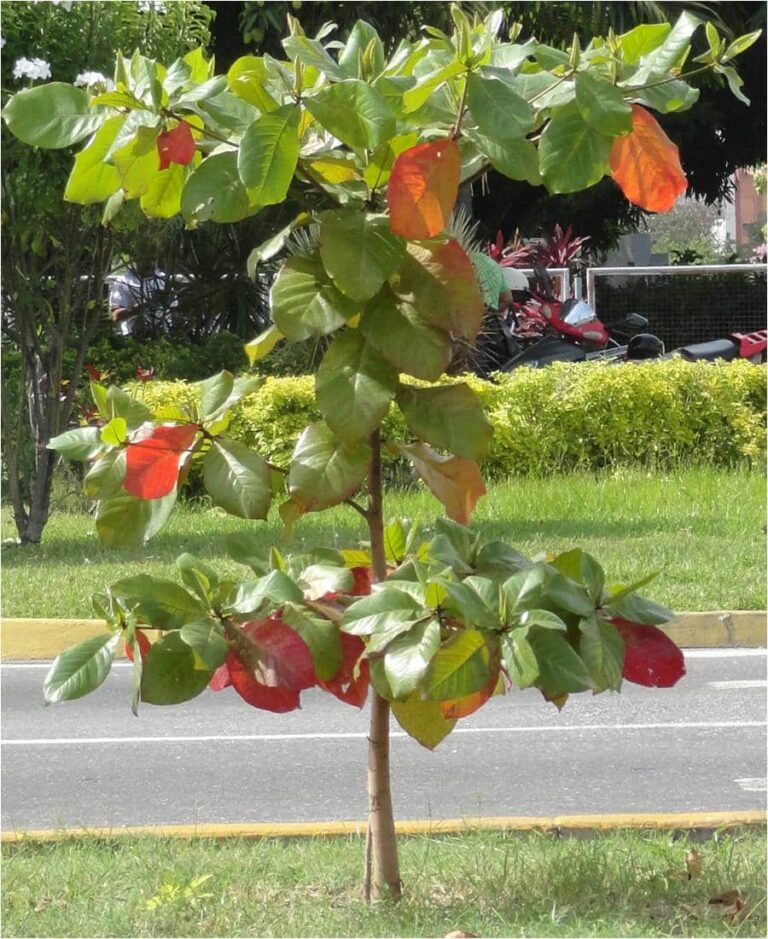 El Almendro Malabar, un árbol para conocer desde casa