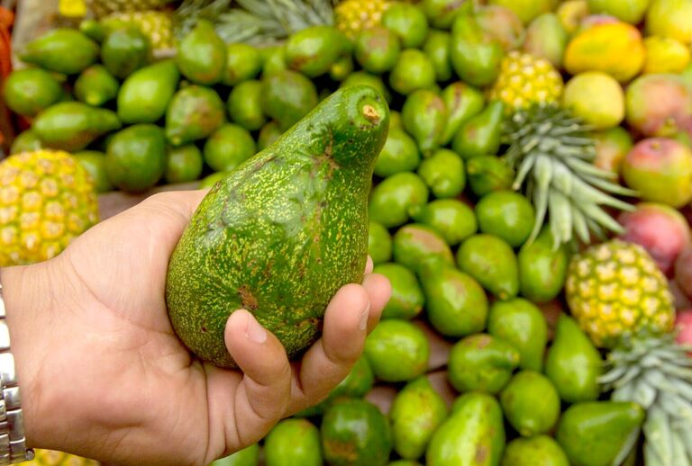 México y Costa Rica en disputa por el comercio de Aguacate