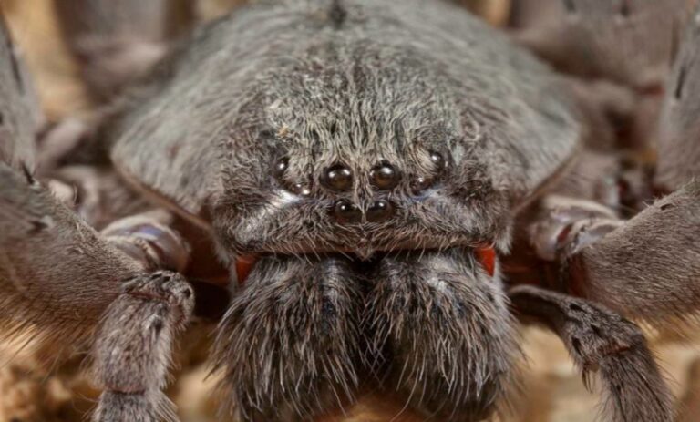 Araña gigante, una nueva especie mexicana