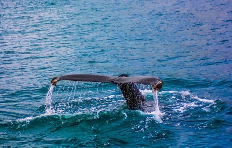 Las especies marinas más icónicas del planeta azul en México