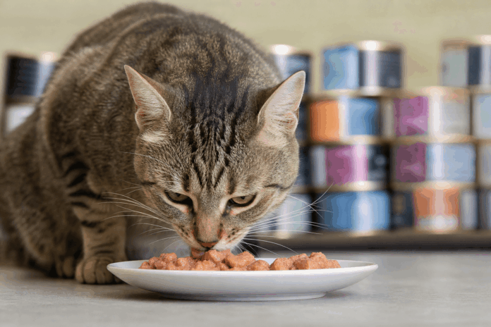 Gato comiendo alimento húmedo en un plato con etiquetas de productos en el fondo desenfocado